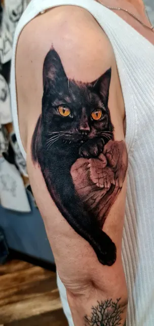 Kot